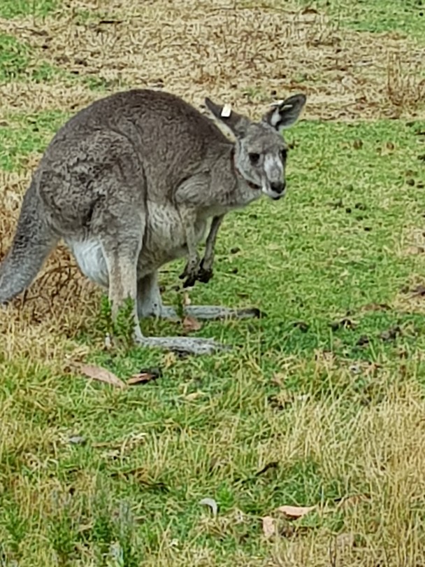 Skippy met baby