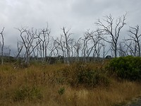 Dorre bomen