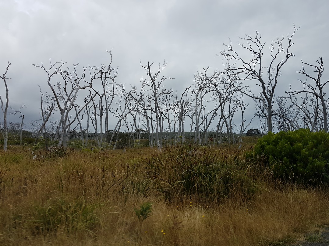 Dorre bomen