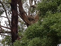 Koala in de boom