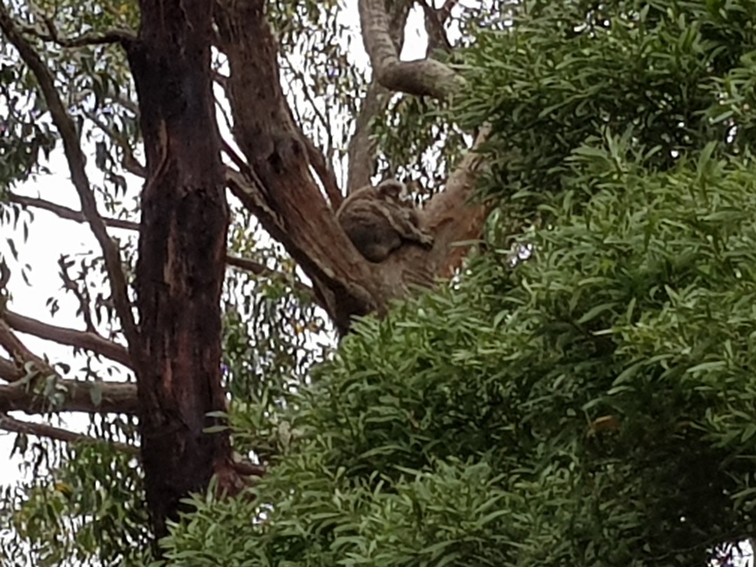 Koala in de boom