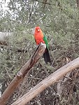Parrot