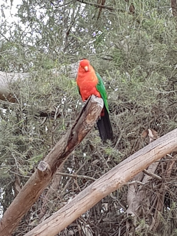 Parrot