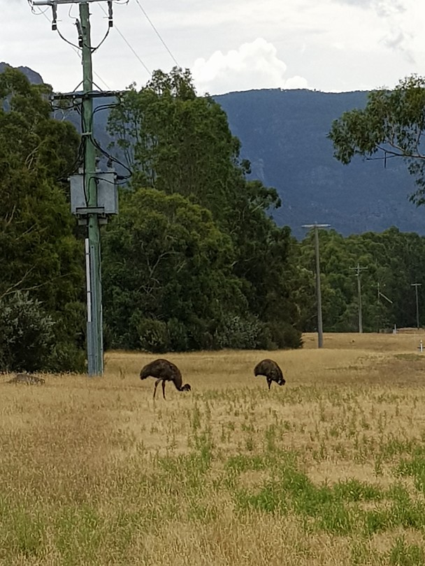 Emu's op de camping