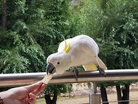 Geelkuif kaketoe eet uit de hand