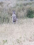Grijze kangaroo