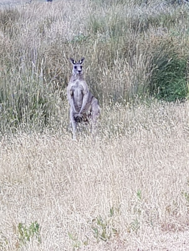 Grijze kangaroo