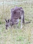 Grijze Kangaroo