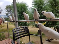 Geelkuif kaketoe's bezetten de veranda