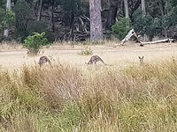 Grijze kangaroos aan het eten