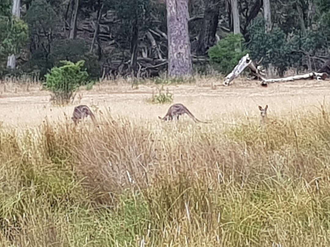 Grijze kangaroos aan het eten