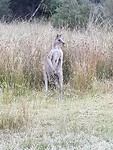 Grijze kangaroo
