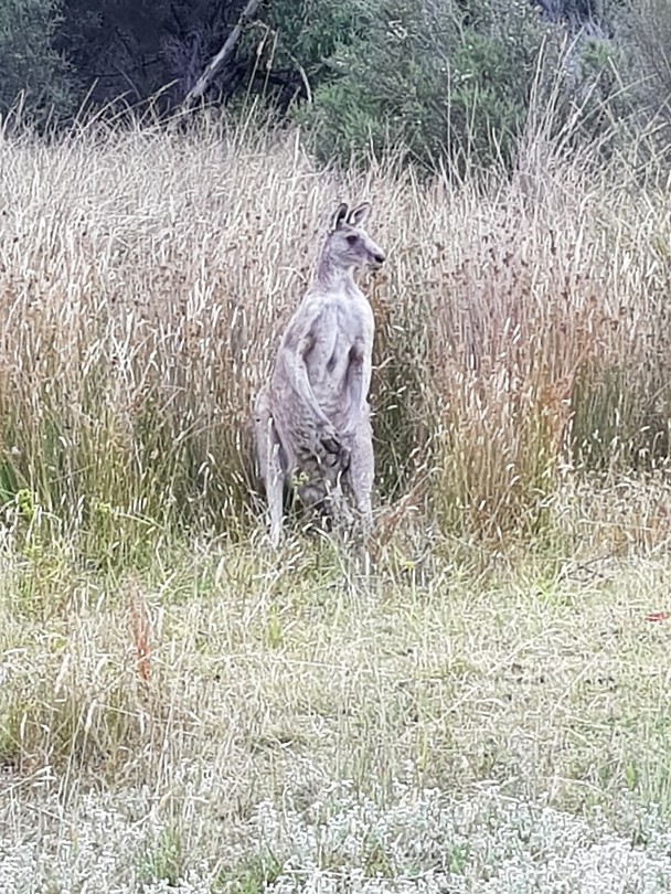 Grijze kangaroo