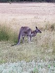 Grijze kangaroo
