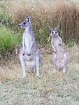 Grijze kangaroos
