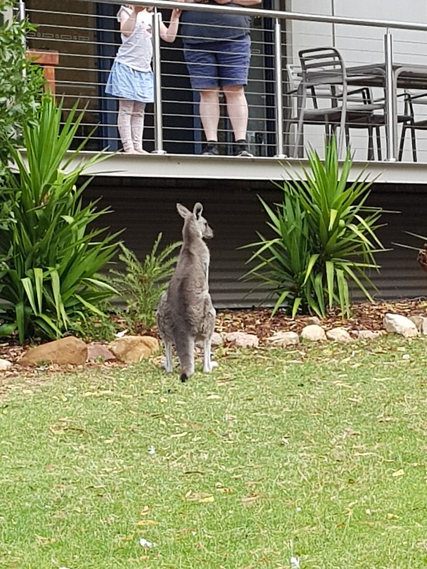 Kangaroo in de voortuin bij de buren