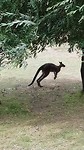 Grijze kangaroo