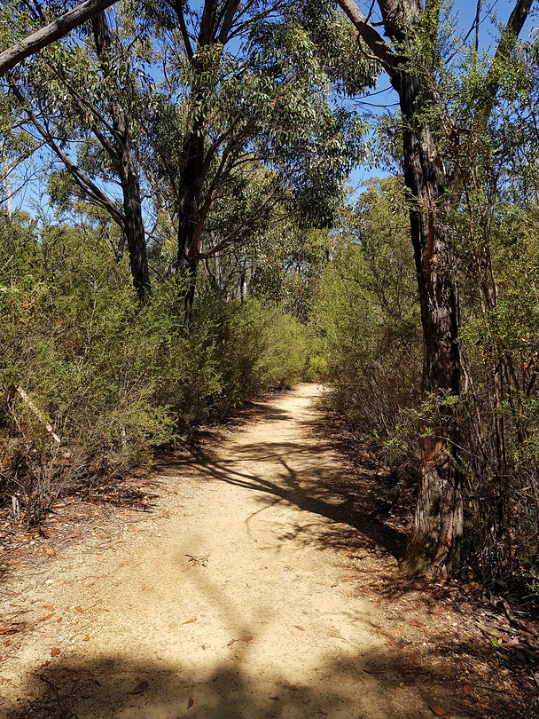 Reeds lookout