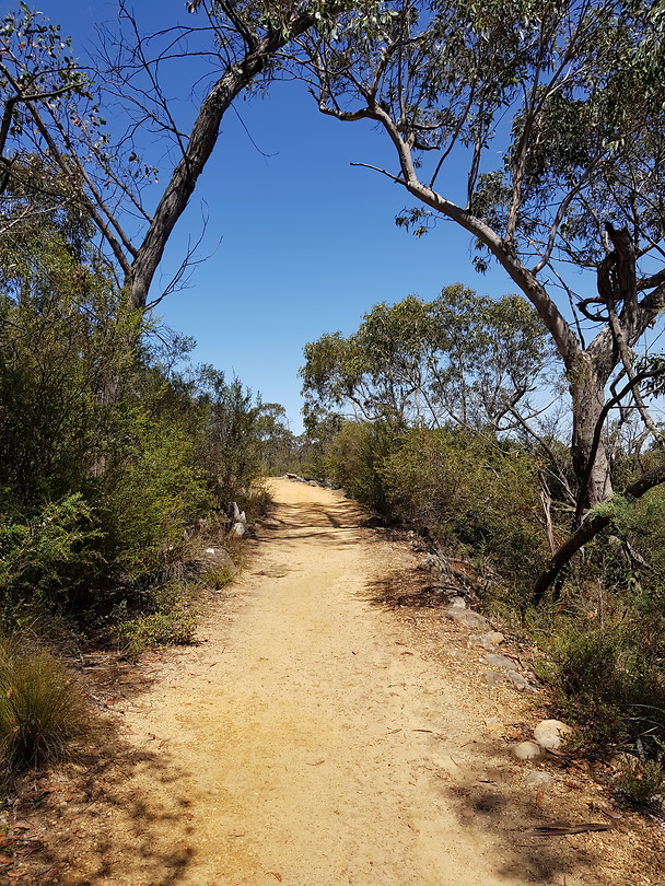 Reeds lookout