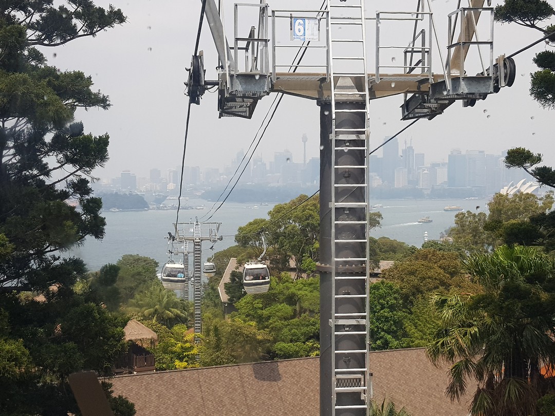 Vanuit de gondel, Taronga Zoo