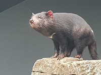 Tasmaanse duivel