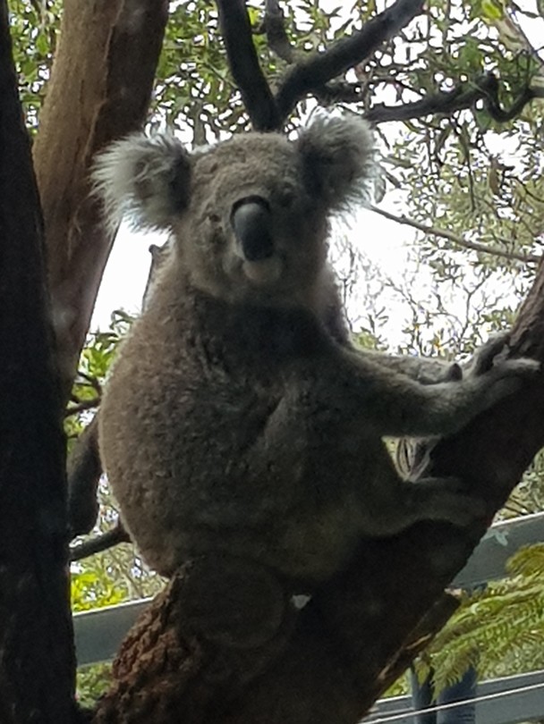Koala