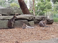 Walibi en kangaroos