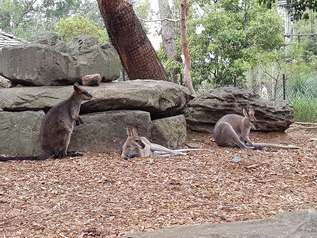Walibi en kangaroos
