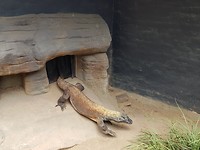 Komodo varaan