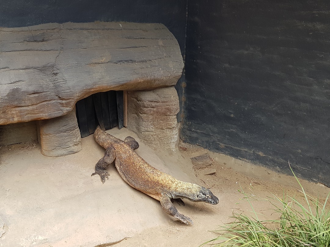 Komodo varaan