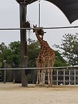 Giraffes, altijd leuk