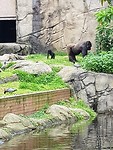 Moeder gorilla met baby