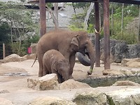 Moeder olifant met jong