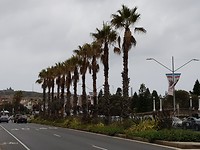 Bondi beach, wachten op de bus