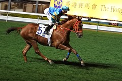paarden races