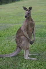 skippy