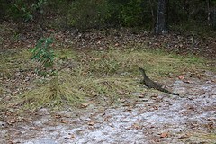 Lizard