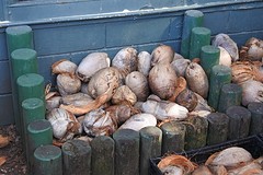 kokosnoten na de wandeling