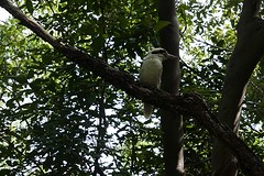 vogeltje die we tijdens de wandleing tegen kwamen