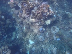 reef
