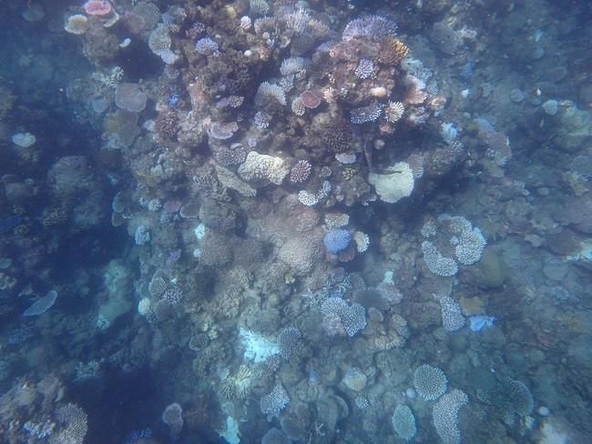 reef