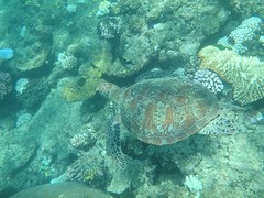 Schildpad :)
