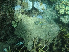 reef