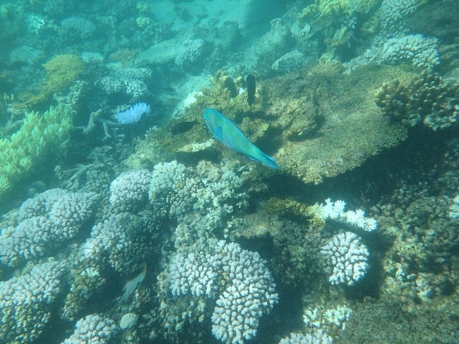 snorkelen