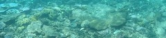 snorkelen