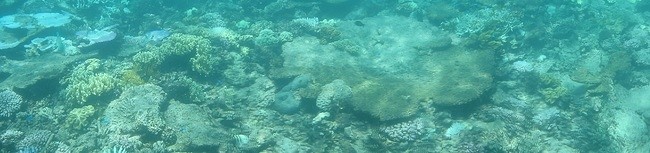 snorkelen