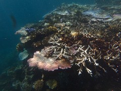 snorkelen