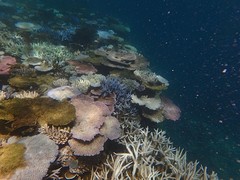 snorkelen