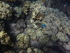 reef, snorkelen