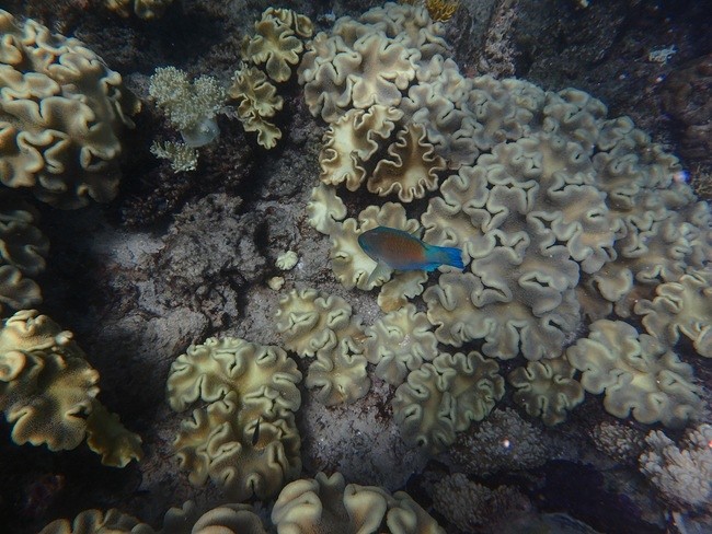 reef, snorkelen